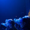 FW730 - live choir